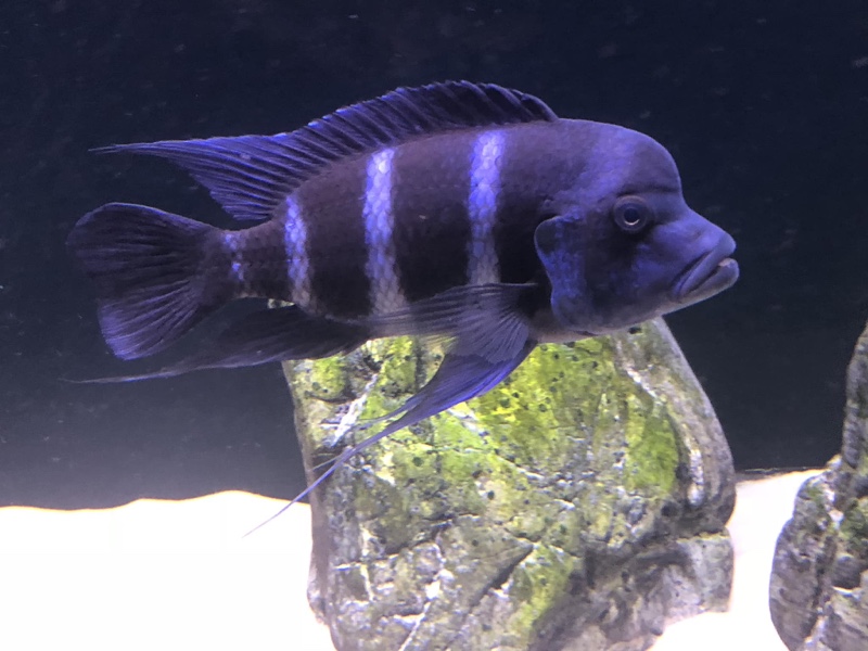 Cyphotilapia gibberosa 'Mtoto'